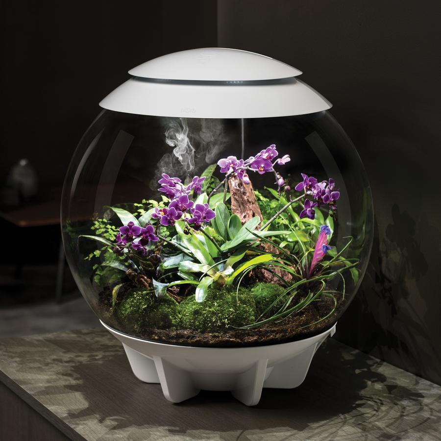 biorb Air Terrarium
