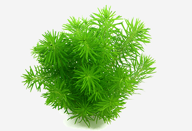 Hintergrundpflanzen für Aquarien