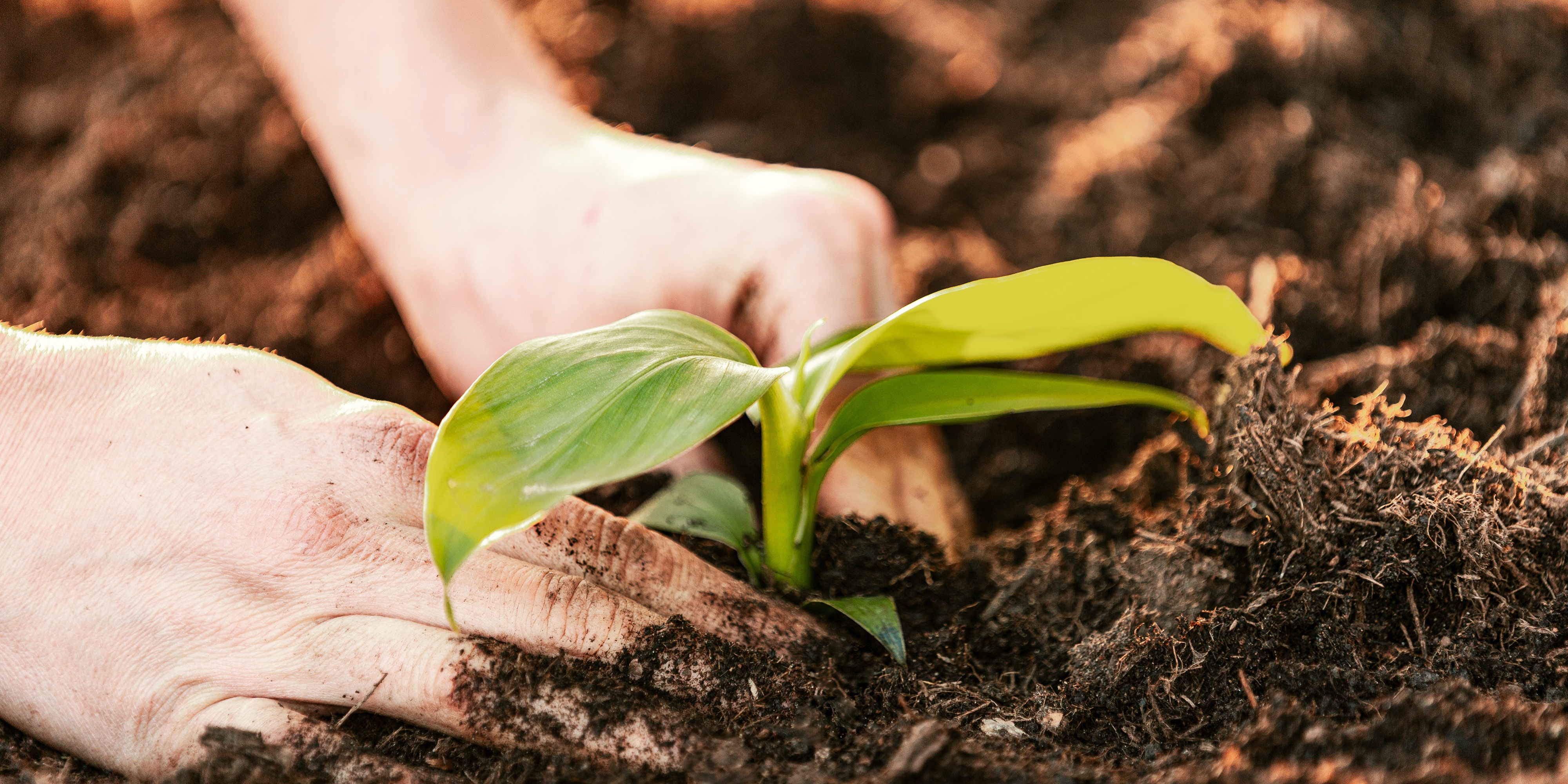 Restberry Pflanzenerde
