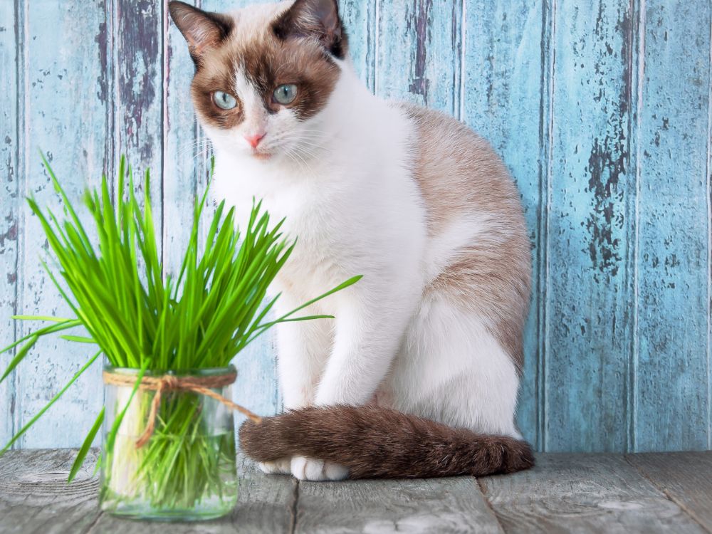 Nahrungsergänzung für Katzen