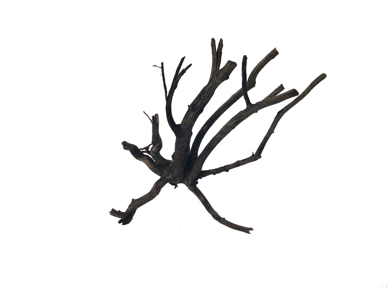 Dekoration für Aqaurien mit Fischbesatz