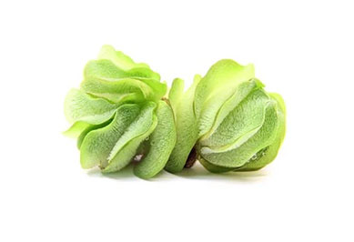 Schwimmpflanzen für Aquarien