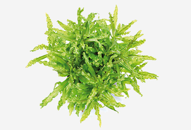 Vordergrundpflanzen für Aquarien