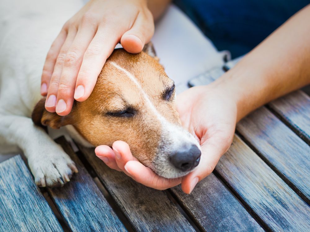 Diätfutter für Hunde