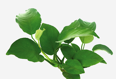 Mittelgrundpflanzen für Aquarien