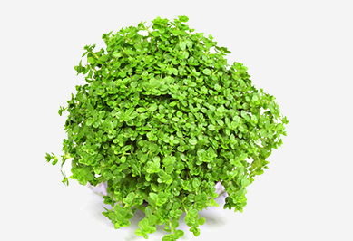 Bodendeckerpflanzen für Aquarien