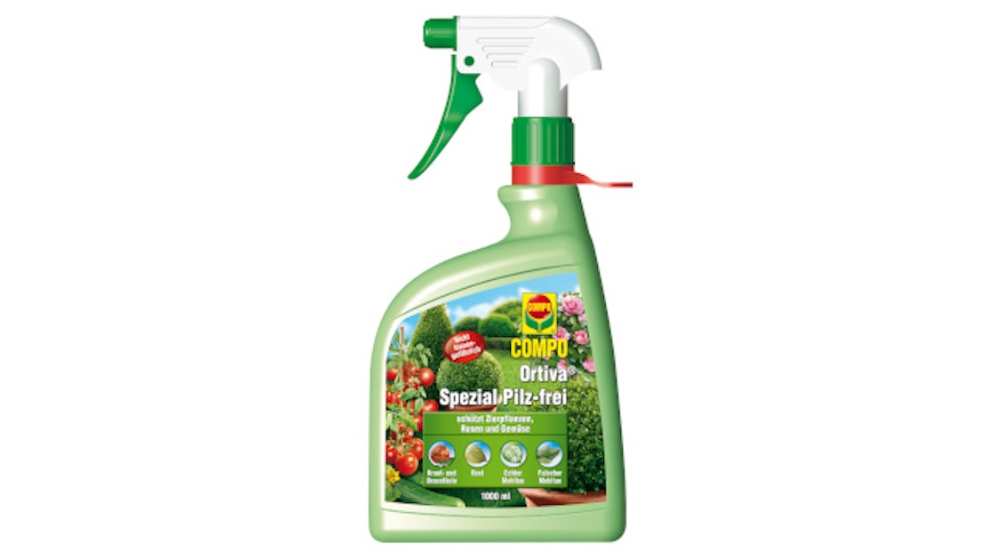 zimmerpflanzen online auf rechnung bestellen Starter-Set | plus kleines Geschenk main image 1