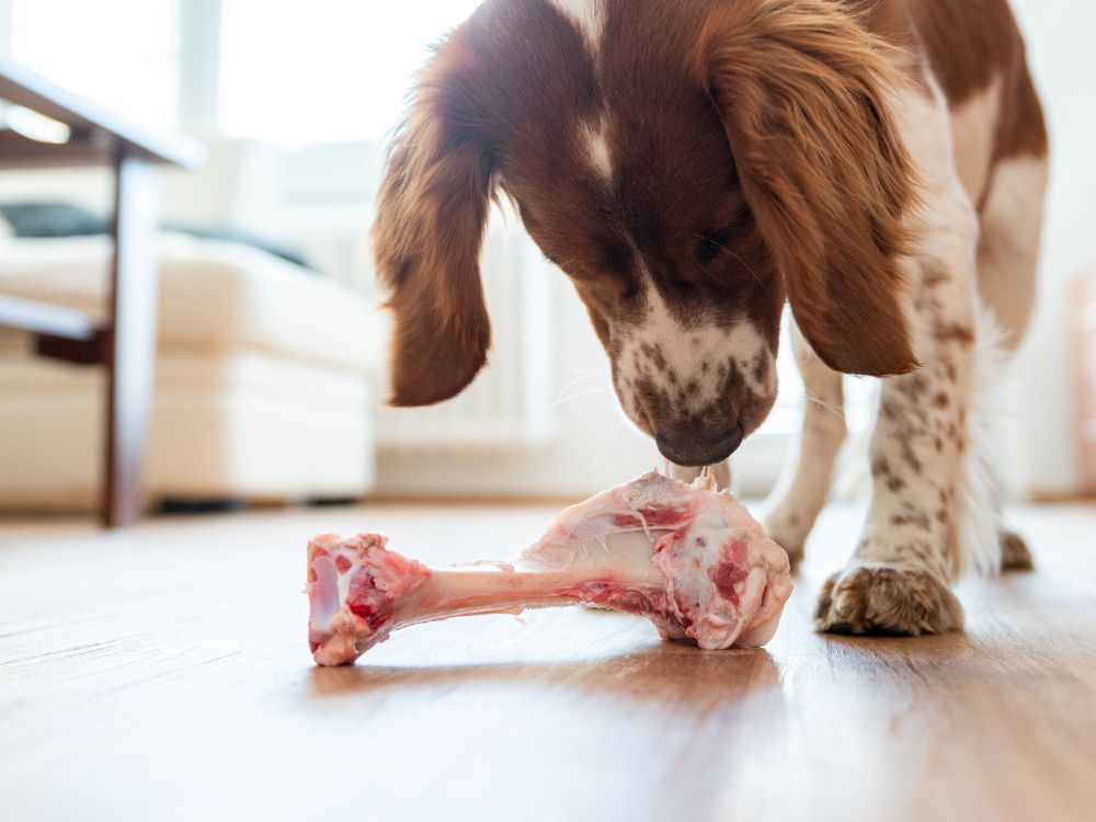 Knochen & Kauartikel