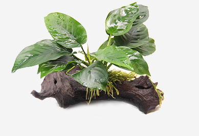 Aufsitzerpflanzen für Aquarien