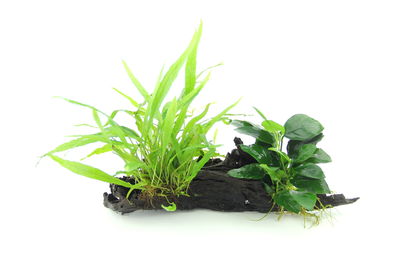 DENNERLE PLANTS Aquariumpflanzen