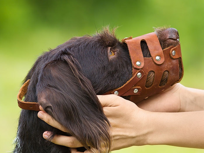 Hund Transport & Reise Maulkörbe Ein Hund trägt einen Maulkorb, während sein Besitzer ihn zärtlich streichelt. Trotz des Maulkorbs strahlt der Hund Ruhe und Gelassenheit aus