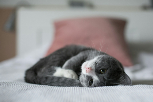 Hund hat mehrere Geldscheine im Maul