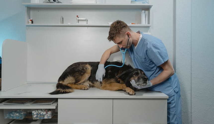 Abhören mit Stethoskop bei einem mittelgroßen braunen Hund Tierpfleger hört das Herz ab mit einem blauen Stethoskop bei einem braunen mittelgroßen Hund der auf dem Untersuchungstisch liegt