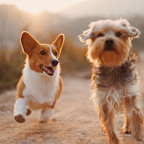 MAC's Dog