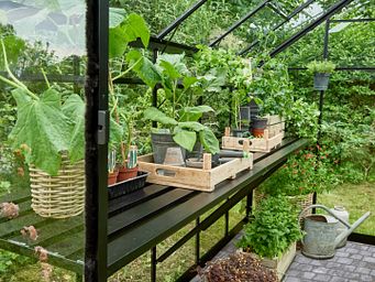 Sommer im Gewächshaus