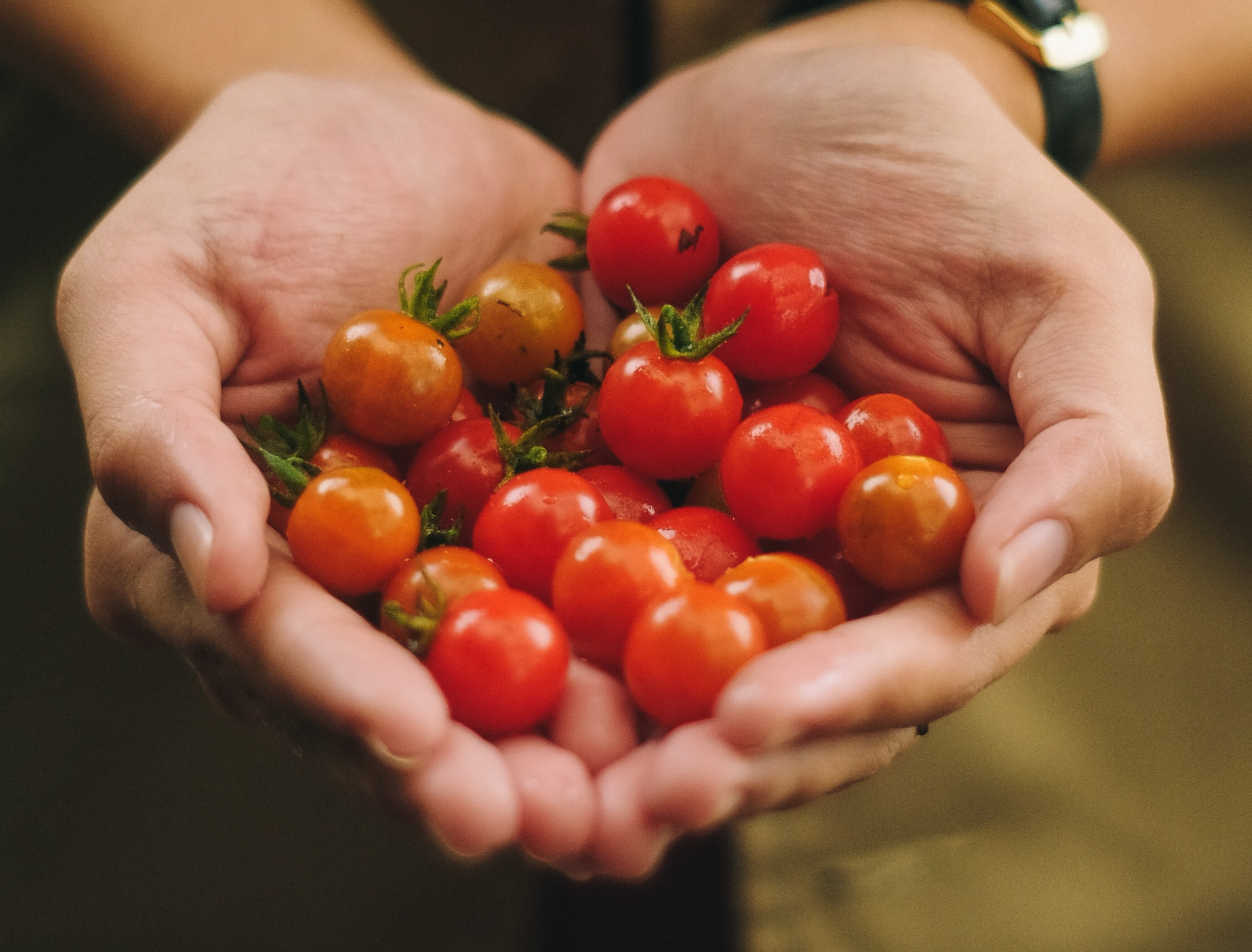 Gewächshaus im Sommer