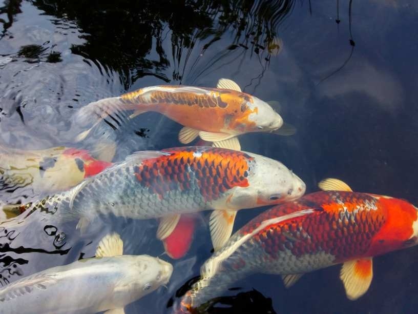 Mehrere Fische Mehrere Fische