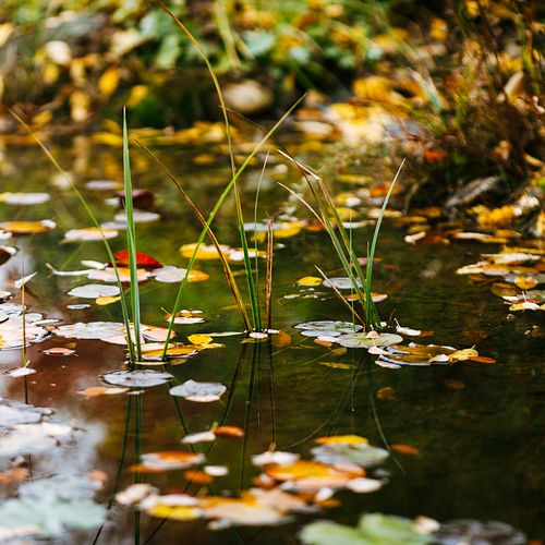 Teichpflege im Herbst
