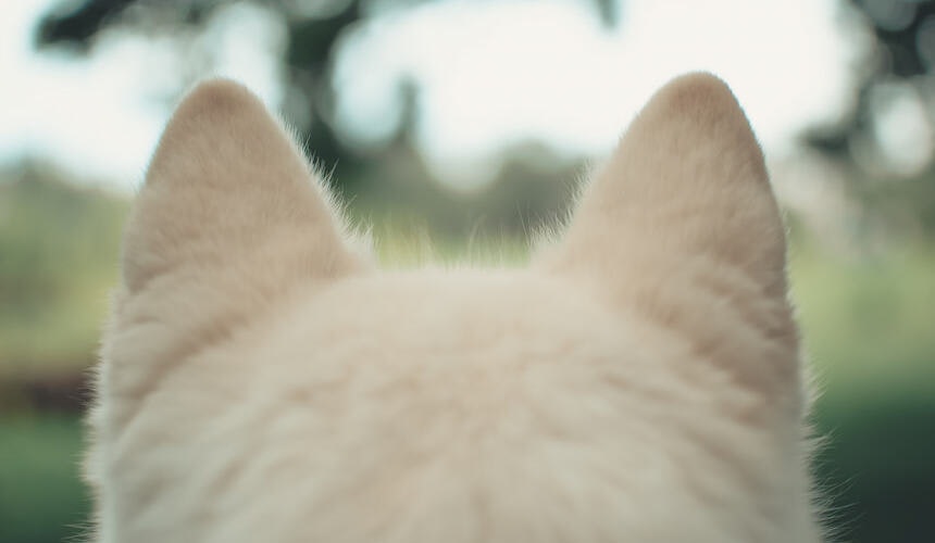 Hundeohren Flauschige Hundeohren