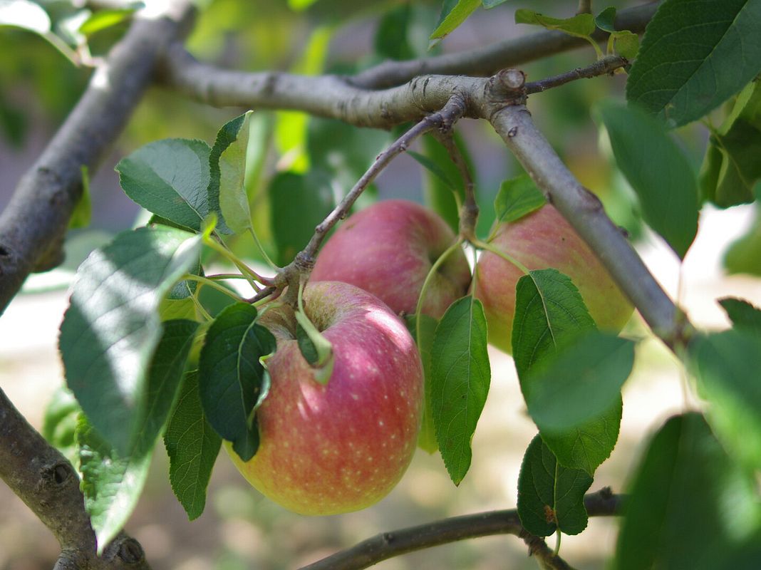 Apfelbaum