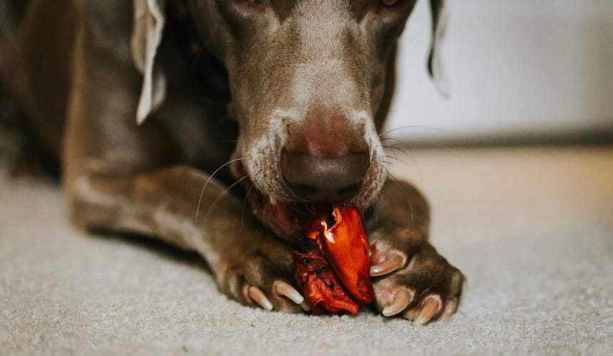 BARF Fleisch Hund nagt an einem Stück BARF Fleisch