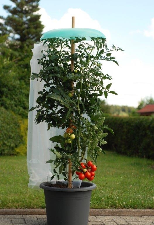 KHW_Starter_Set_Tomatenhut