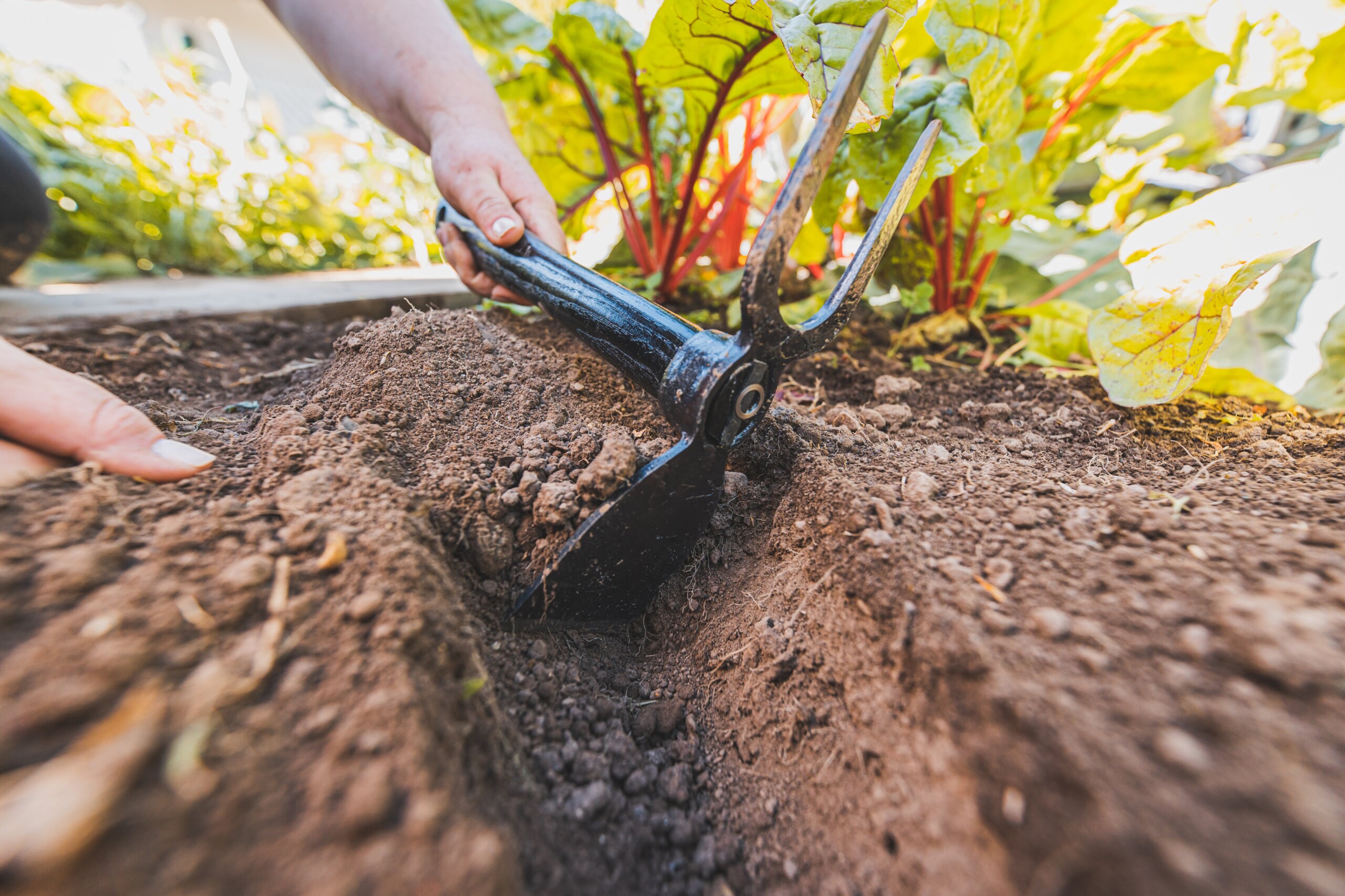 Pflanzenpflege in Bio-Qualität Content Bild