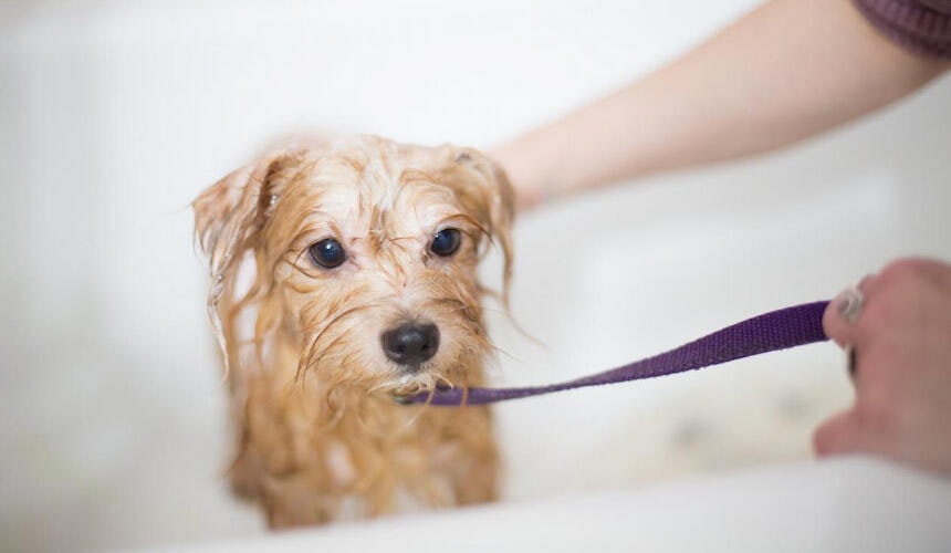 Hund in der Badewanne Ein kleiner Hund sitzt tropfend nass in der Badewanne
