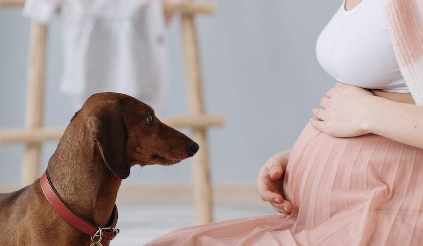 Schwangerschaft und Hund Eine Schwangere Frau und ihr Dackel