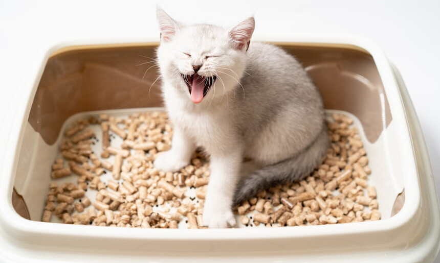 Katzenklo Katze sitzt im Katzenklo
