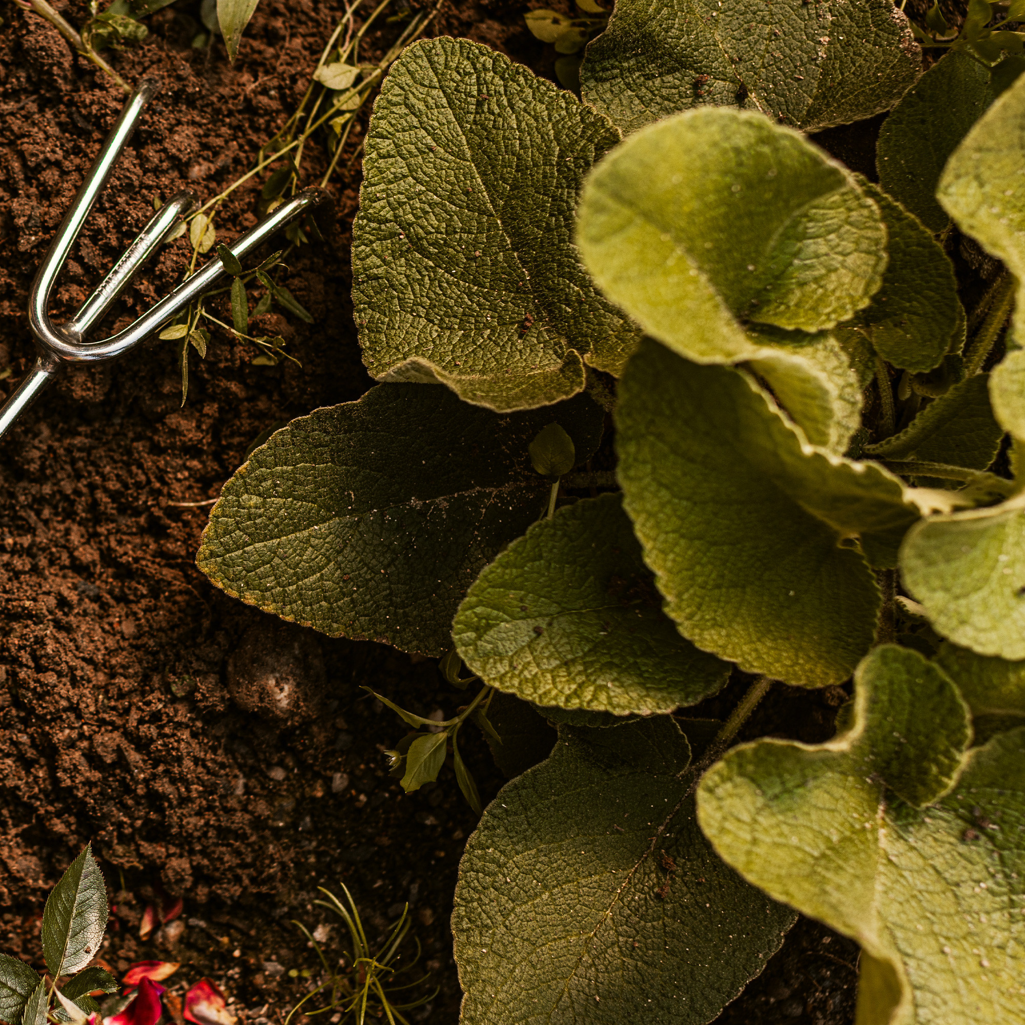 Gartenarbeit im Frühjahr