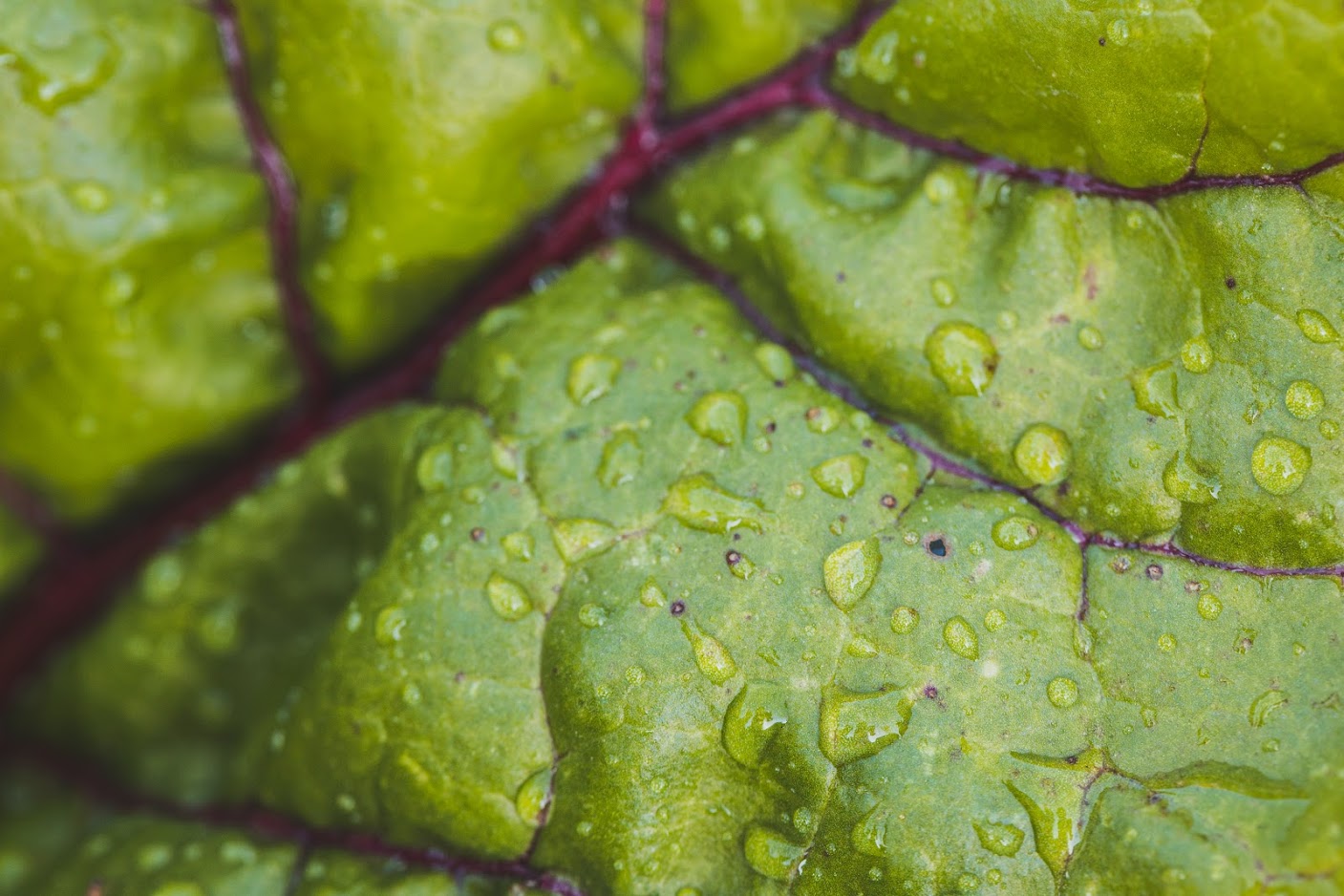 Nahaufnahme eines Salatblattes