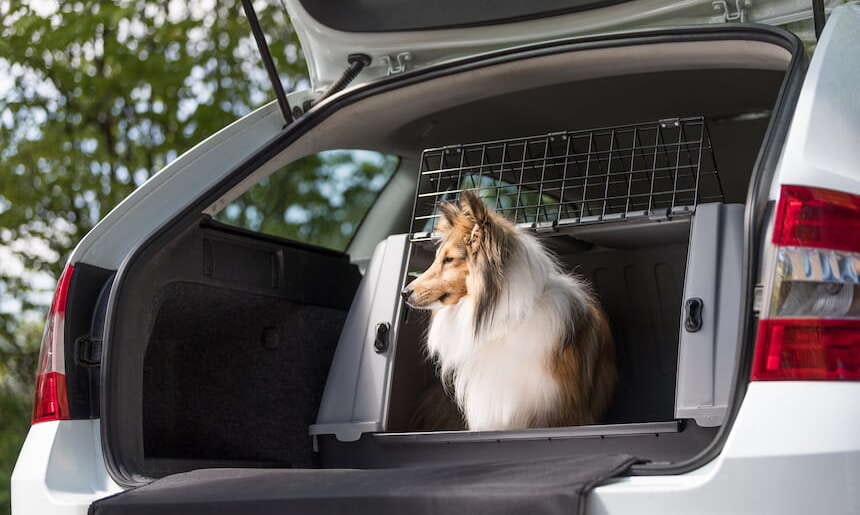 Hunde-Transportbox für den Kofferraum Hund sitzt in offener Transportbox im Kofferraum