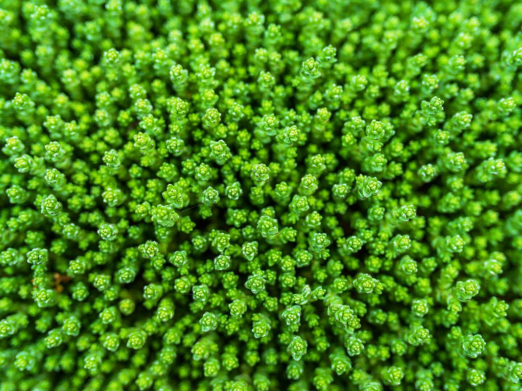 Resistente Pflanzenart: Sedum