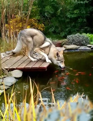 Husky trinkt aus Goldfischteich Husky trinkt von einem Steg aus einem Goldfischteich