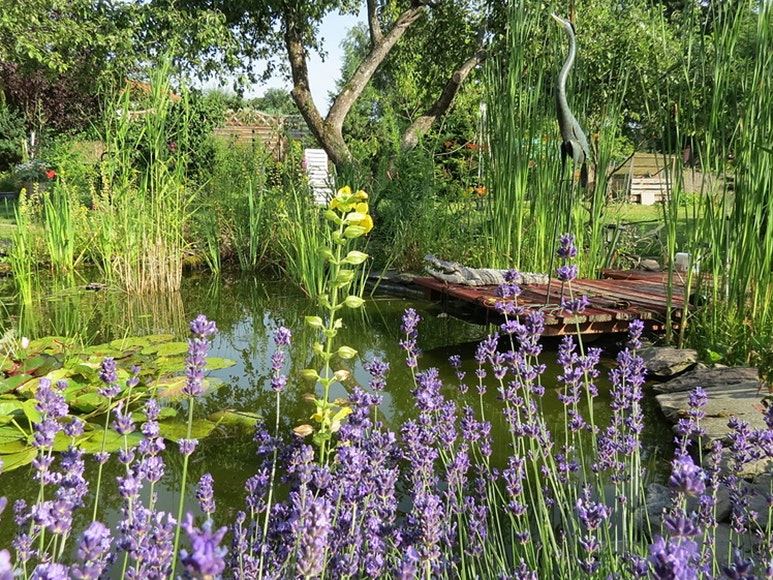 Salbei am Teich Salbei wächst am Rand des Teiches.