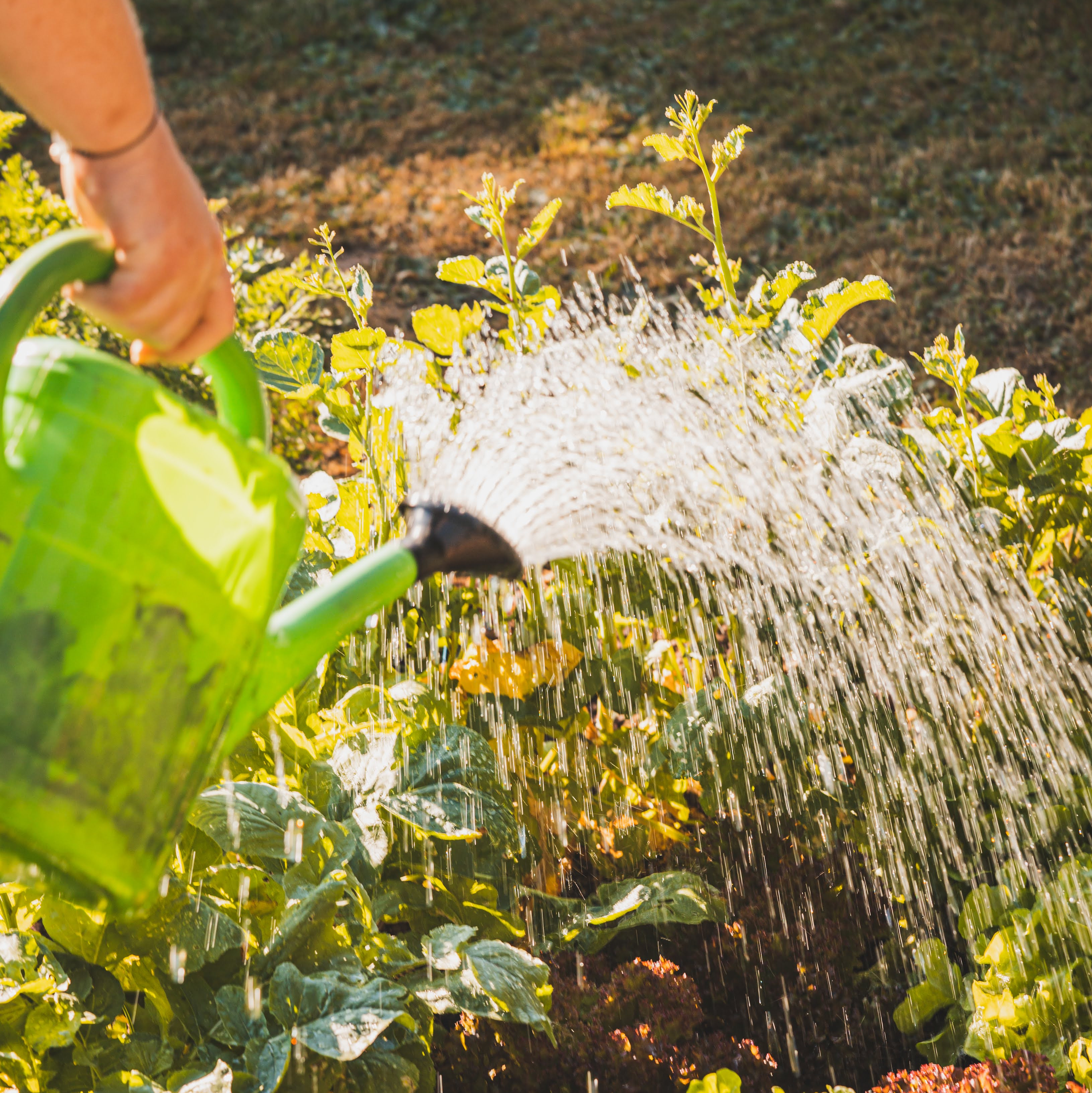 Regenwassernutzung mit Regentonnen, Erdtanks und Zisternen