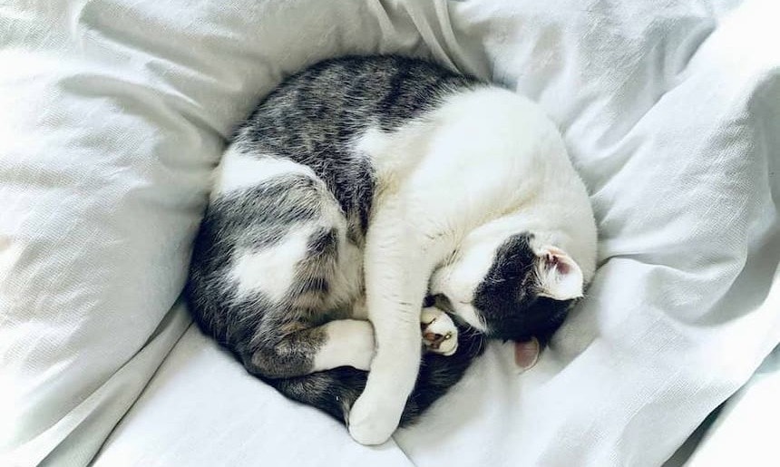 Katze schläft Katze hat sich auf einer Bettdecke zusammengerollt