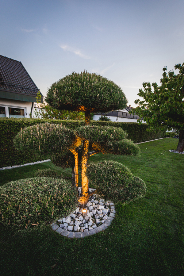 Gartenbeleuchtung: Baum mit Strahler in Szene gesetzt