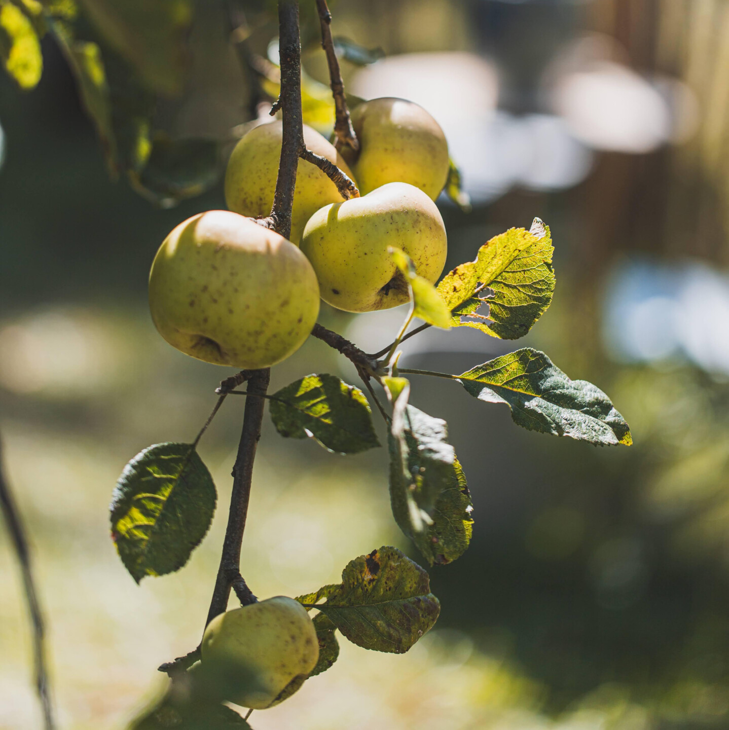 Gelb, Grün & Braun: Typische Herbstfarben genießen