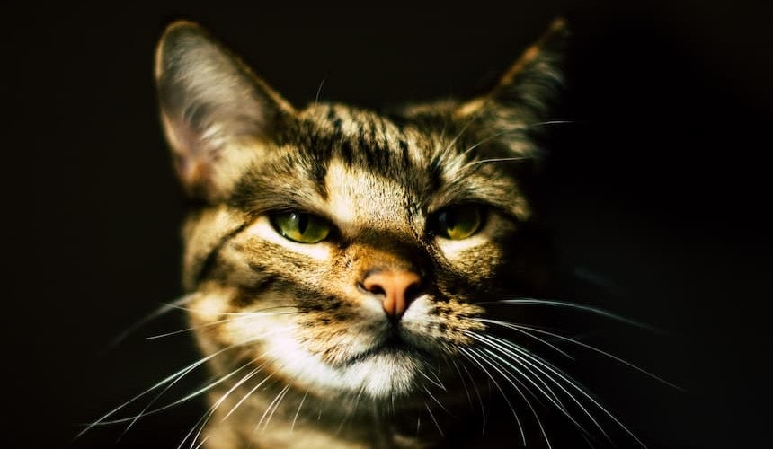 Wichtig bei Hitze: Beschattung für die Katze sicher stellen Katze in schöner Lichtstimmung