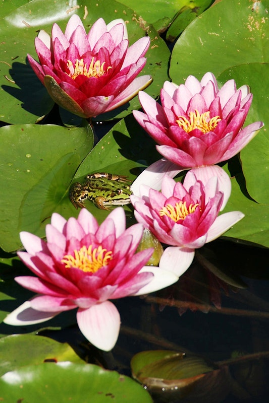 Die Teichbewohner freuen sich über die Pflanzenpracht Frosch sitzt auf Seerosen