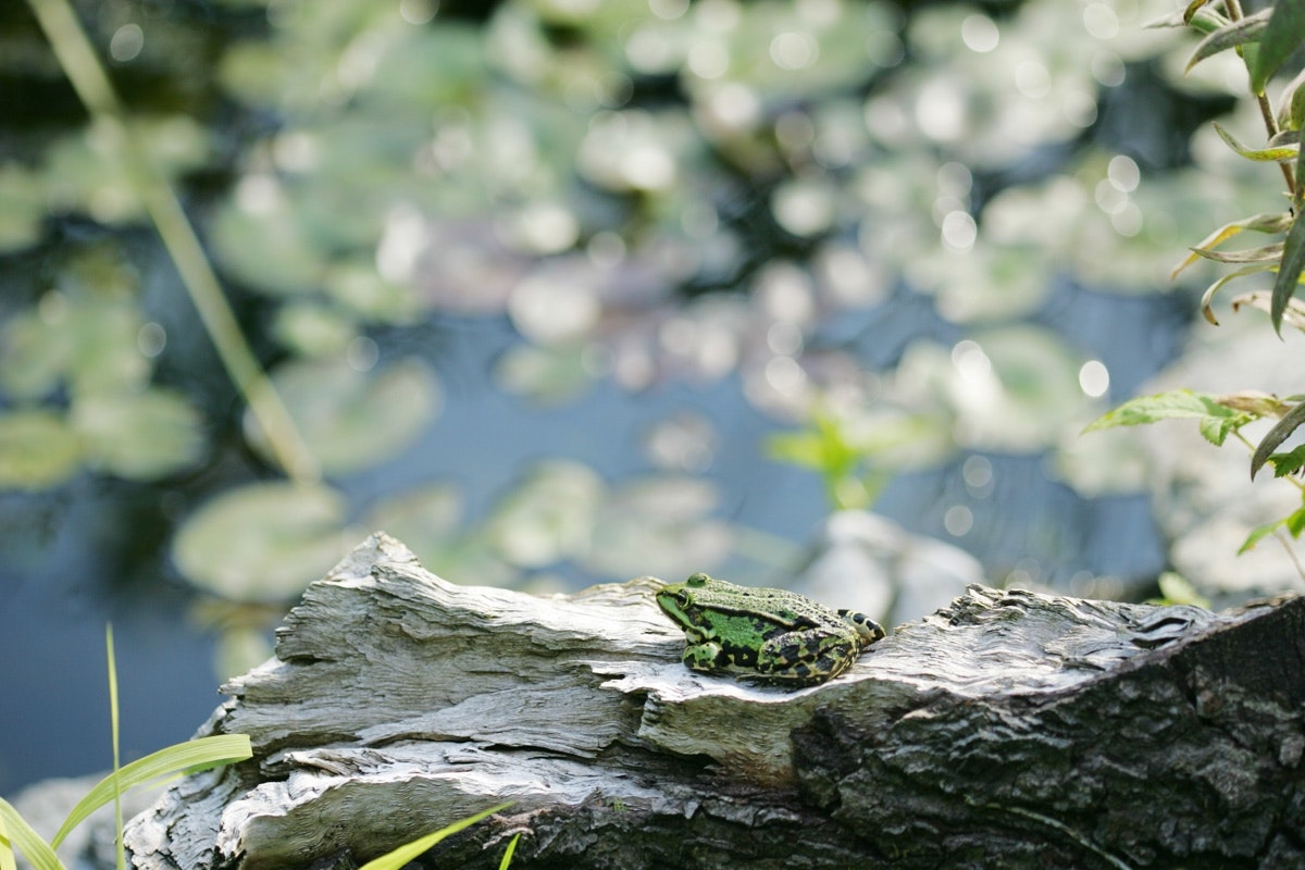 Der Teich ist eine kleine Ein Frosch sitzt am Rande des Teichs.