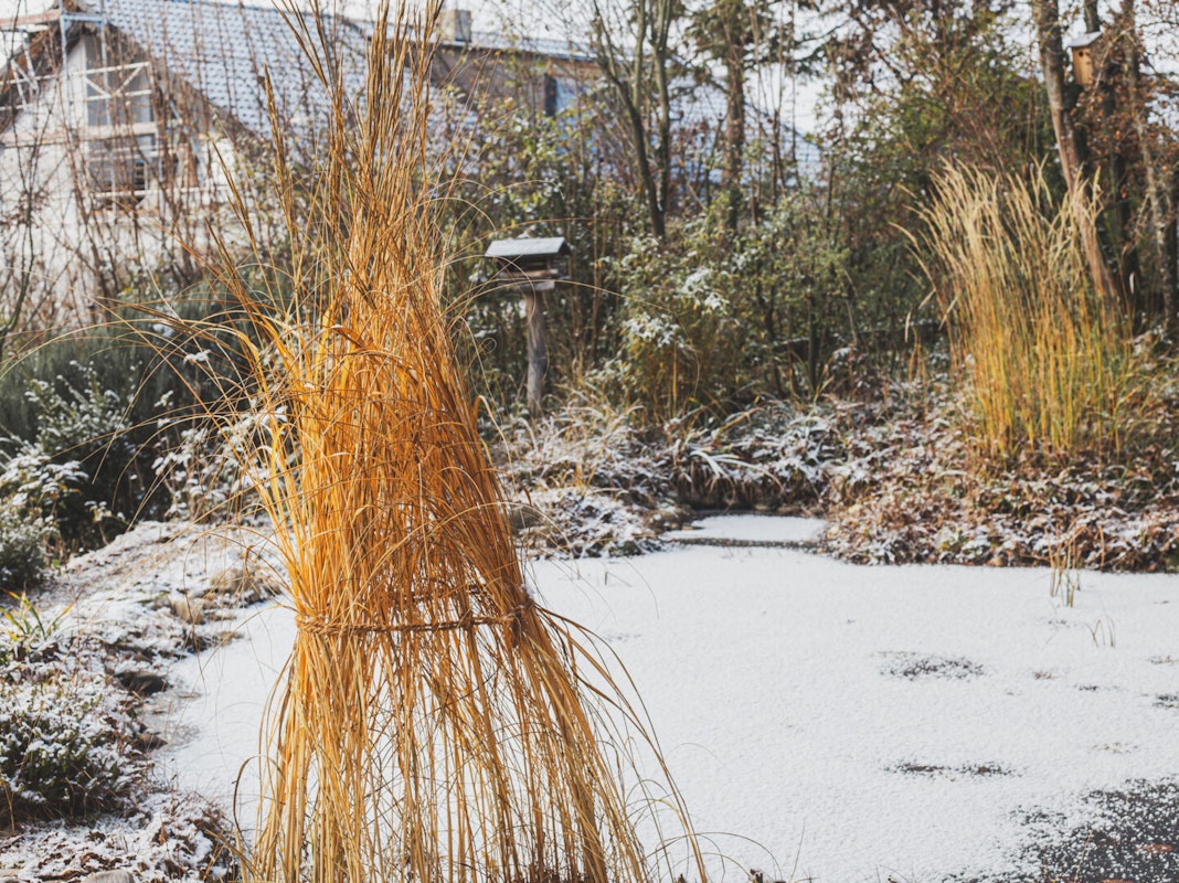 Schilf & Co.: Teichpflanzen am Teich bündeln Schilf & Co.: Teichpflanzen am Teich bündeln