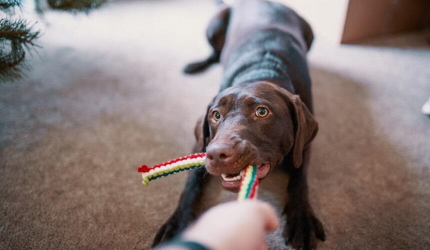 Ziehspiel Ein Hund spielt ein Zerrspiel