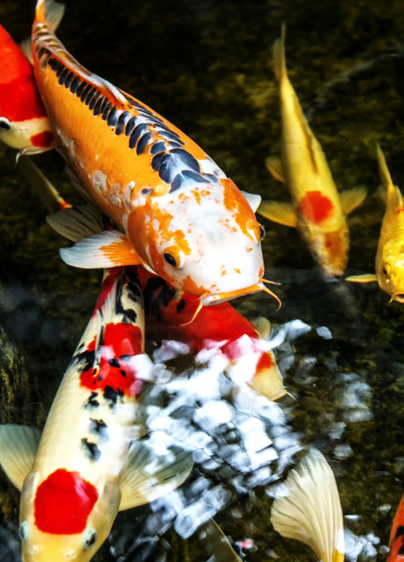 Koi-Teich