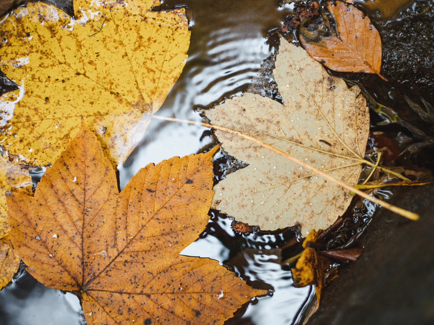 Herbstlaub schwimmt im Teich