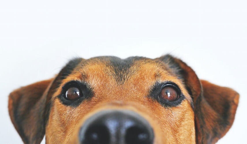 Treue Hundeaugen Ein Hund blickt mit großen Augen in die Kamera