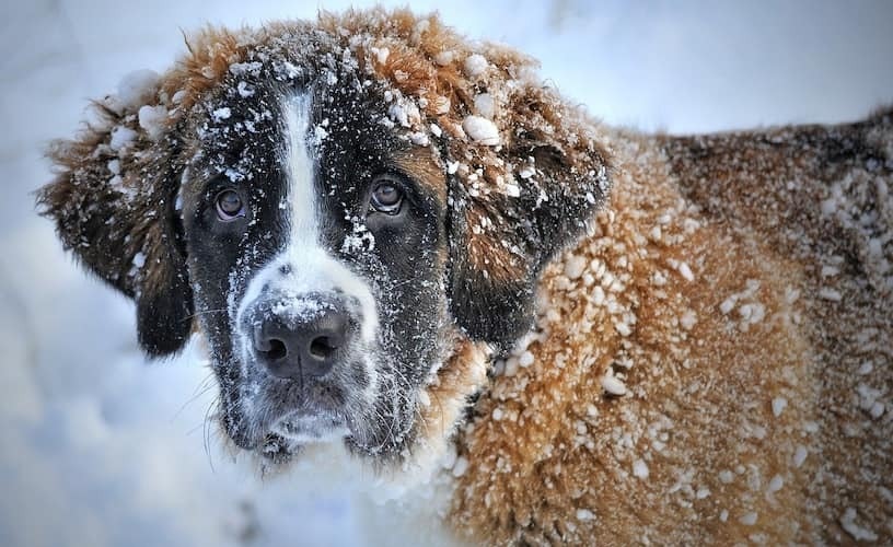 Winterfell bei Hunden: dicht und schön warm Bernhardiner Hund im Schnee