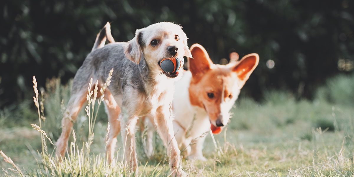 Terra Canis Hundefutter